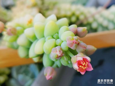 養(yǎng)了多年的肉，花開(kāi)了??
