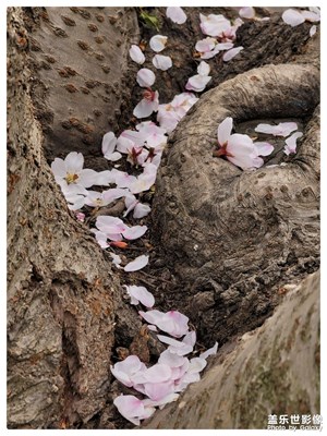 4月20～21號(hào)大連櫻花??????
