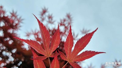 萬紫千紅總是春