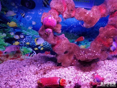 領(lǐng)略一下當(dāng)年s8拍的海洋館，看看是不是還沒有過時呢