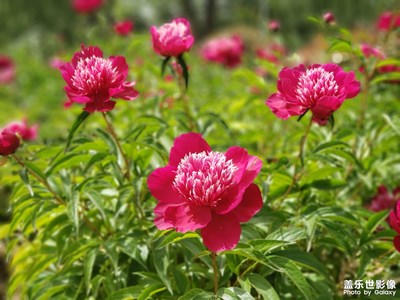 芍藥花，再見~！