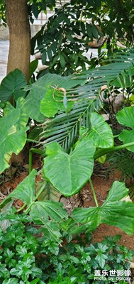 【出游記】+小游周邊