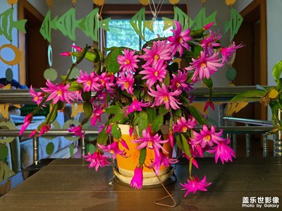 春色將闌，鶯聲漸老，紅英落盡青梅小…