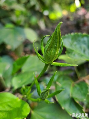 *青年節(jié)快樂