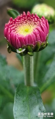 美美噠雨后小故事