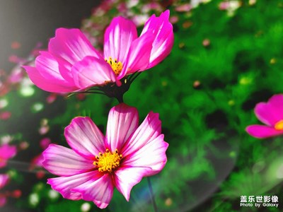 秋英花 （別名：波斯菊）