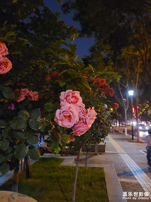 大雁塔周邊的花花草草