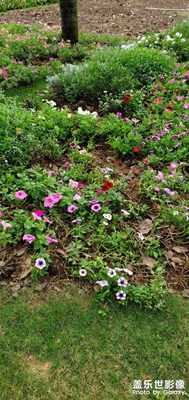 【出游記】+植物園