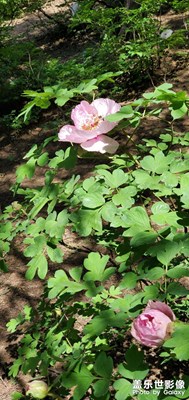 【出游記】+野生牡丹花