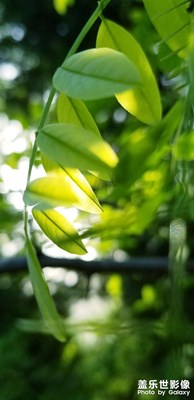樹&葉