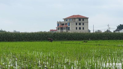 【出游記】鄉(xiāng)下走一趟