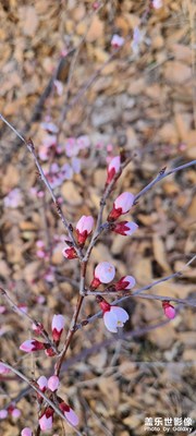 杏樹開花
