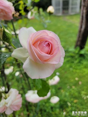 【出游記】+綠堤月季