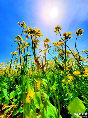 平谷有片油菜花