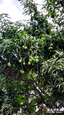 芒果飄香的季節(jié)