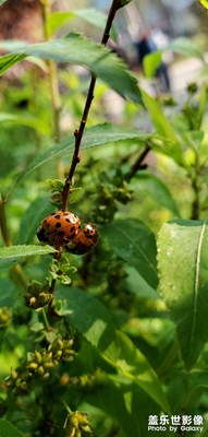 隨手拍昆蟲(chóng)