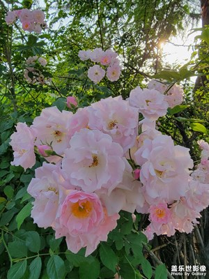 花兒就這么好看，美噠噠