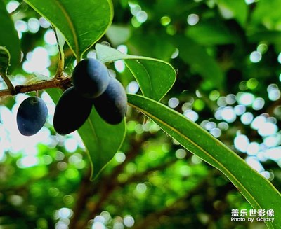 桂花樹也結(jié)果