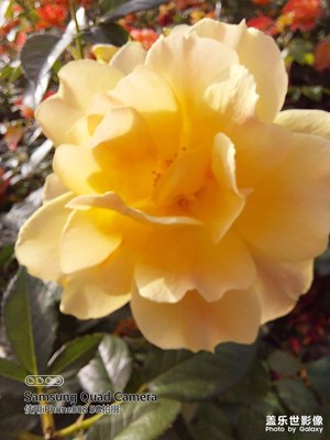 A52拍照還是很強的