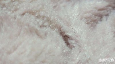 微距也不錯(cuò)