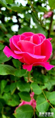 note20U學拍花