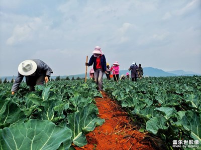 家鄉(xiāng)的蔬菜產業(yè)