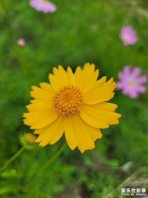 虛化過(guò)頭，微距或者近距離，邊緣總是模糊