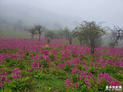 牛背山、報(bào)春花