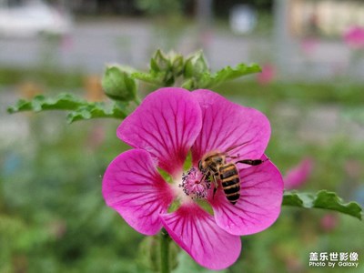 【我的色彩】+夏花絢爛