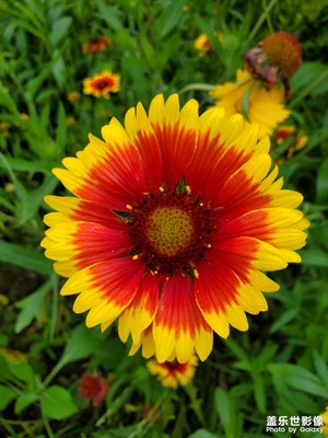 【發(fā)現(xiàn)之美】+初夏的花