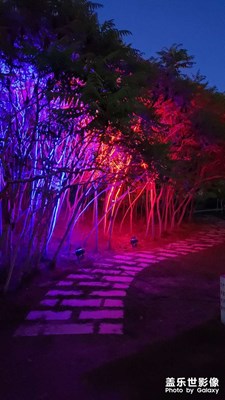 【發(fā)現(xiàn)之美】+樹影婆娑