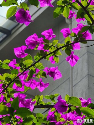 【發(fā)現(xiàn)之美】+不同鏡頭下的初夏三角梅