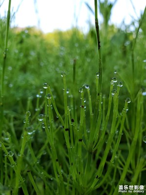 隨手拍～夏日美景
