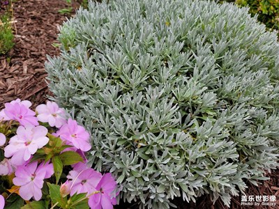 哈哈花博會(huì)開啦