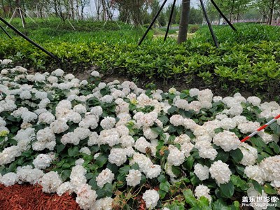 花博會(huì)開啦哈哈