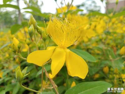 【念念不忘】+金絲桃