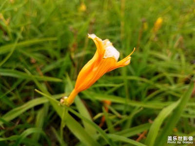 【念念不忘】+又識新花-萱草