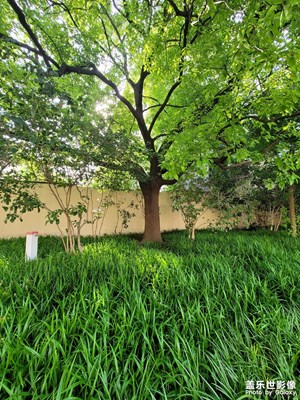 這個景是否可以