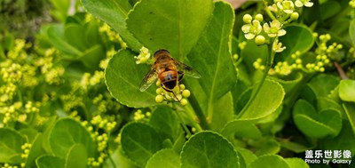 勤勞的小蜜蜂