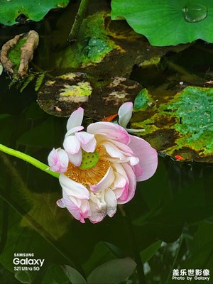 【念念不忘】+新機(jī)S21ultra品夏日清荷