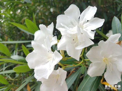 【隨處風景】+和狗狗一起閑逛