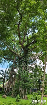 西雙版納傣族自治州隨手拍