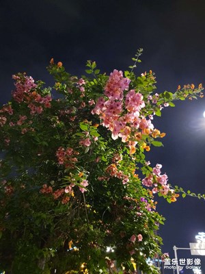 【隨處風(fēng)景】+花之夜色媚
