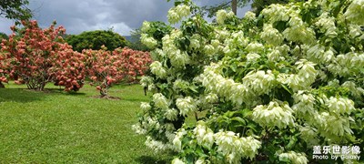 西雙版納傣族自治州隨手拍