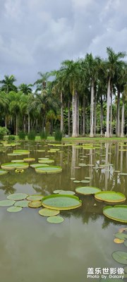 西雙版納傣族自治州隨手拍