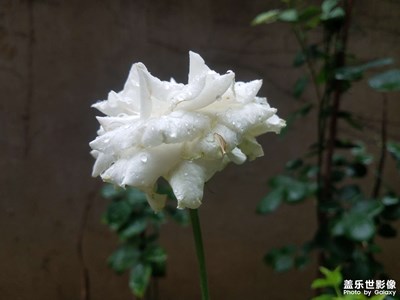 【春去夏猶清】+雨后