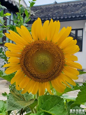 【春去夏猶清】+夏花綻放