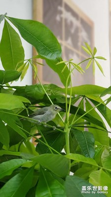 夏日時光藝術(shù)畫館3歲啦！??