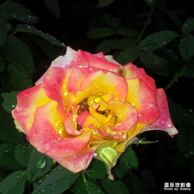 金粉嬌艷，雨露鮮艷（原圖）