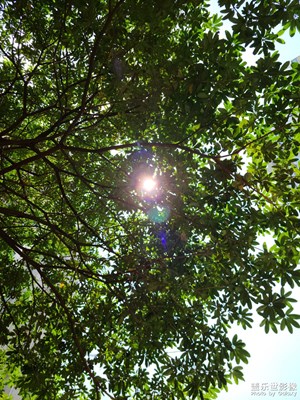 【春去夏猶清】+ 寧?kù)o的夏天